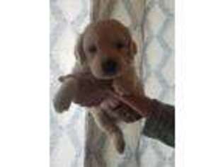 Mutt Puppy for sale in Perryville, MO, USA