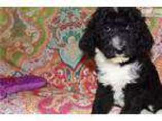 Mutt Puppy for sale in Saint Louis, MO, USA