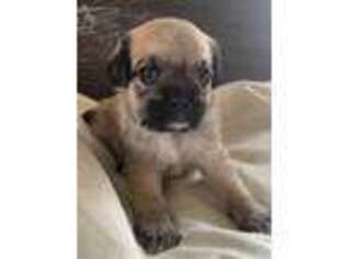 Pug Puppy for sale in Longmont, CO, USA