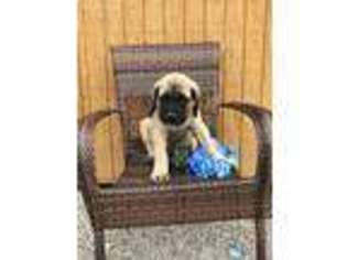 Mastiff Puppy for sale in Navarre, OH, USA