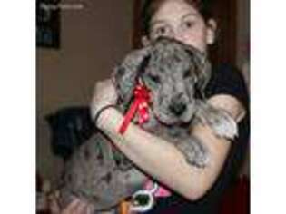 Great Dane Puppy for sale in Carrollton, MO, USA