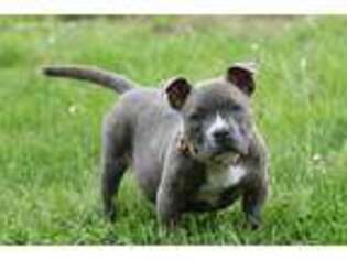 Mutt Puppy for sale in Robesonia, PA, USA