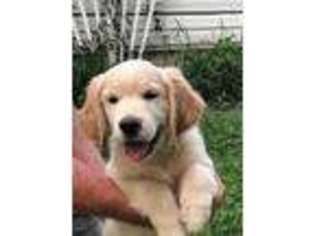 Golden Retriever Puppy for sale in Clarks Grove, MN, USA