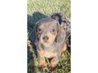 Dachshund Puppy for sale in Tulsa, OK, USA