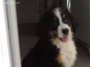 Bernese Mountain Dog Puppy for sale in Eldorado, OH, USA