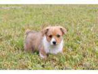 Pembroke Welsh Corgi Puppy for sale in Meadville, PA, USA