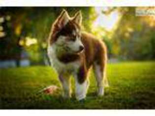 Siberian Husky Puppy for sale in Flint, MI, USA