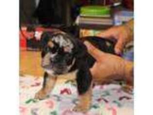 Bulldog Puppy for sale in Elk Grove, CA, USA
