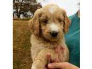 Goldendoodle Puppy for sale in Cave Springs, AR, USA