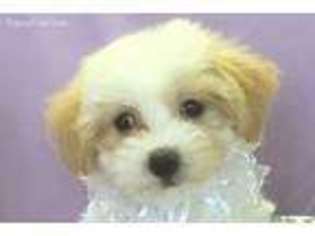 Maltese Puppy for sale in Safford, AZ, USA