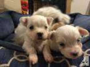 Maltese Puppy for sale in SPRING, TX, USA