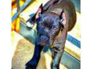 Cane Corso Puppy for sale in Elk Grove, CA, USA