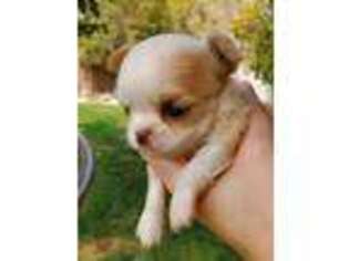 Chihuahua Puppy for sale in Mira Loma, CA, USA