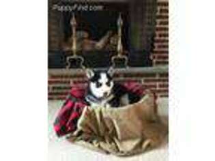 Siberian Husky Puppy for sale in Mifflinburg, PA, USA