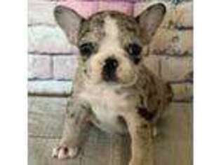 French Bulldog Puppy for sale in Charlottesville, VA, USA