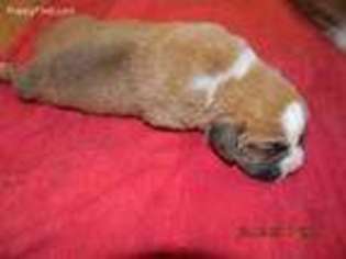 Boxer Puppy for sale in Paw Paw, MI, USA