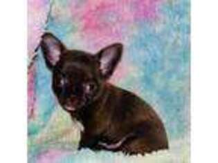 Chihuahua Puppy for sale in Cincinnati, OH, USA