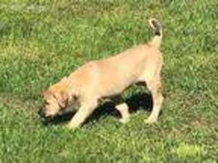 Anatolian Shepherd Puppy for sale in Sandpoint, ID, USA