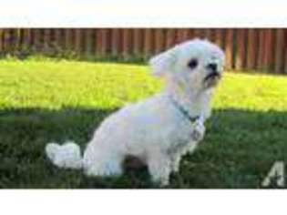 Maltese Puppy for sale in TUALATIN, OR, USA