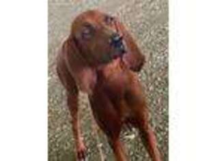Redbone Coonhound Puppy for sale in Tuscaloosa, AL, USA