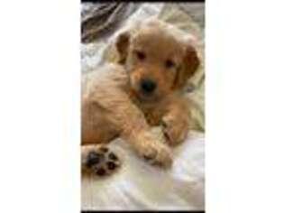 Golden Retriever Puppy for sale in New Fairfield, CT, USA
