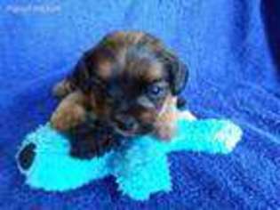 Shorkie Tzu Puppy for sale in Bethel, PA, USA