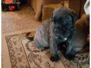 Mastiff Puppy for sale in Westphalia, IA, USA