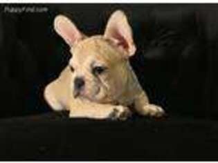 French Bulldog Puppy for sale in Rockville, MD, USA