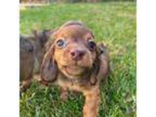 Dachshund Puppy for sale in Yonkers, NY, USA