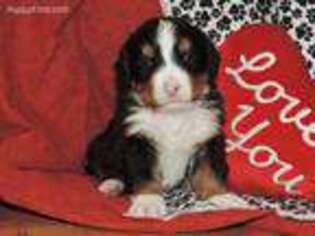 Bernese Mountain Dog Puppy for sale in Woodbury, PA, USA