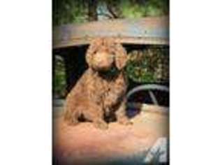 Labradoodle Puppy for sale in RUSHVILLE, IN, USA