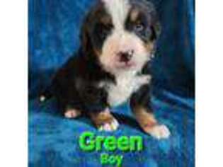 Bernese Mountain Dog Puppy for sale in Beccaria, PA, USA