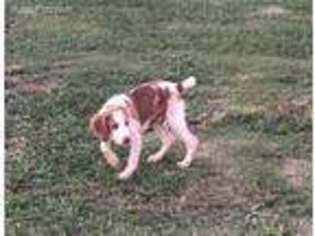 Brittany Puppy for sale in Athens, AL, USA