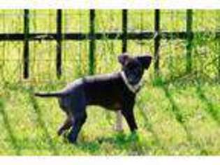 Italian Greyhound Puppy for sale in Battle Creek, MI, USA