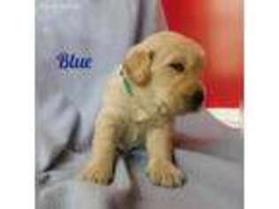 Golden Retriever Puppy for sale in Dade City, FL, USA