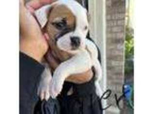 American Bulldog Puppy for sale in Wildomar, CA, USA