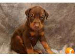 Doberman Pinscher Puppy for sale in Lebanon, MO, USA
