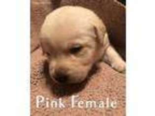 Labrador Retriever Puppy for sale in Farmington, MO, USA