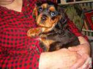 Cavalier King Charles Spaniel Puppy for sale in JOHNSON, NY, USA