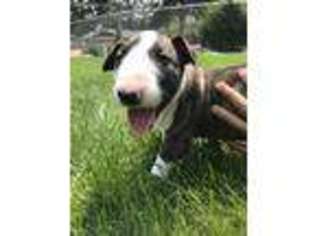 Bull Terrier Puppy for sale in Puyallup, WA, USA