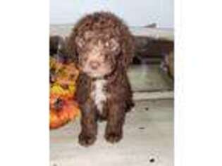 Goldendoodle Puppy for sale in Mountain View, AR, USA