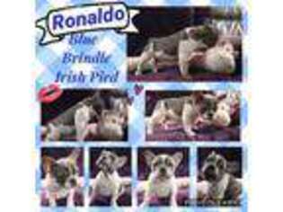 French Bulldog Puppy for sale in Aumsville, OR, USA