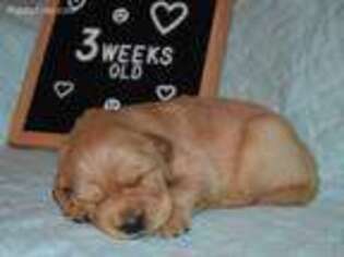 Golden Retriever Puppy for sale in Williamsburg, KY, USA