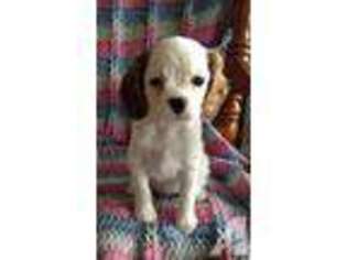 Cavalier King Charles Spaniel Puppy for sale in CANBY, OR, USA