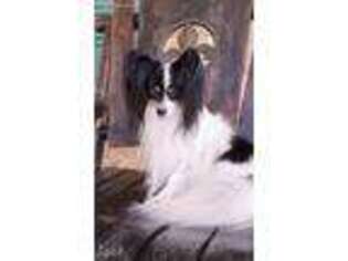 Papillon Puppy for sale in Leesville, TX, USA