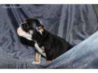 Bulldog Puppy for sale in Phelan, CA, USA