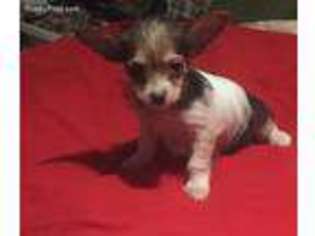 Yorkshire Terrier Puppy for sale in Jermyn, TX, USA