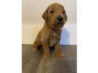 Goldendoodle Puppy for sale in Lathrop, MO, USA