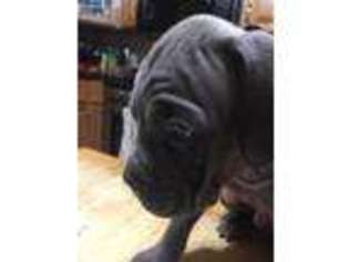 Cane Corso Puppy for sale in Burlington, NC, USA