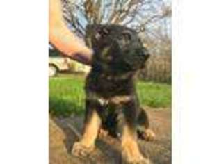German Shepherd Dog Puppy for sale in Callaway, VA, USA
